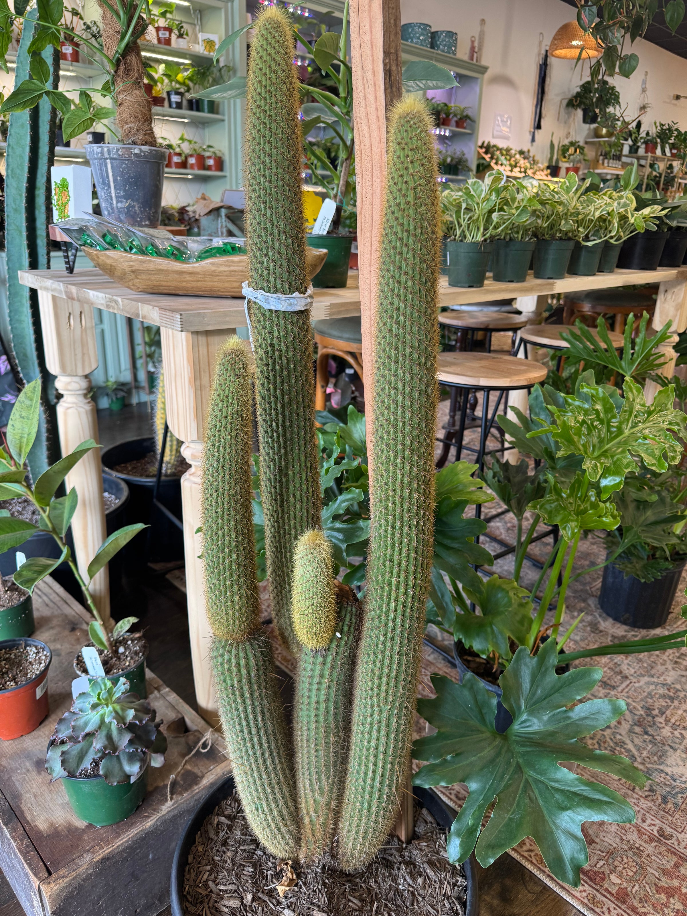 cebu blue efeutute Epipremnum Pinnatum Cebu Blue